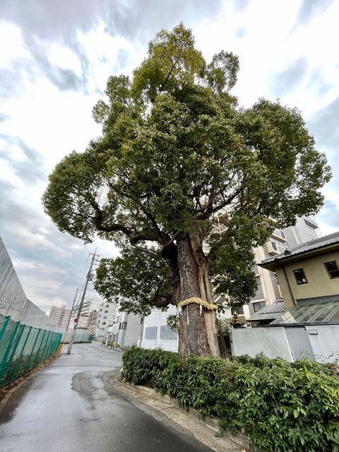 「神様が宿っているかも」と思わせる存在感