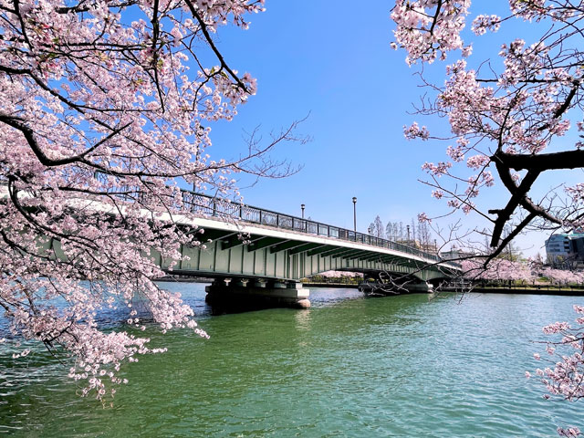 満開の桜と源八橋